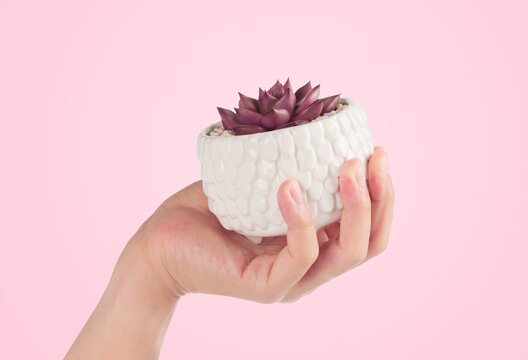 hand raised succulent cactus pots