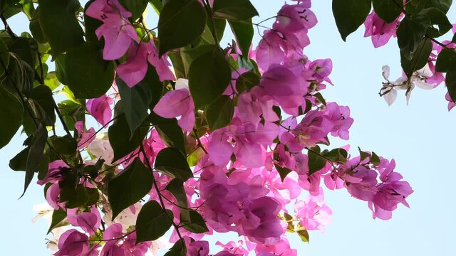 Pink flower branches moving by the wind on blue sky background. Pink exotic blossom on waving on the wind