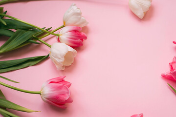 Pink and white tulips on the pink background. Flat lay, top view. Valentines background. 14 february.