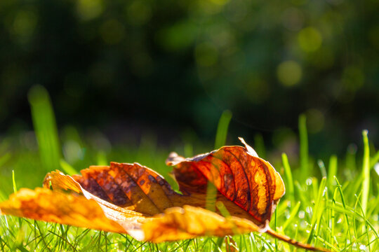 Leave fallen from the tree during autumn