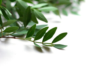 green plant branches on a white background