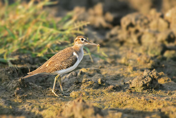 Common Sandpiper - Actitis hypoleucos, beautiful small wader from fresh waters and sea shores, Sri Lanka.