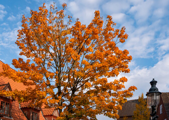 Oranges Herbstlaub an einem Straßenbaum