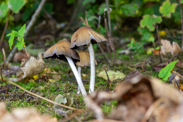 Mushroom Coprinellus micaceus agaricalesin in forest the Netherlands