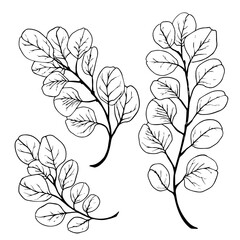 Set of linear Eucalyptus branches with round leaves.