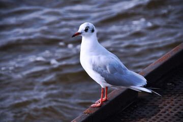 Eine Möwe wartet auf die Nahrung