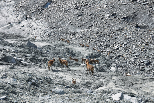 Herf od Chamois (Rupicapra rupicapra) in Gebroulaz glacier morrine, Vanoise national park, , France