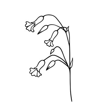 Wildflower. Field flower with flowers and buds. Contour. Isolated element on a white background. Silene.  