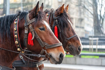 Obraz premium A pair of horses in a harness with bells.