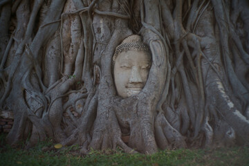 Head of sandstone buddha in Wat Mahathat Ayuttaya at Ayutthaya Historical Park covers the ruins of the old city of Ayutthaya Province