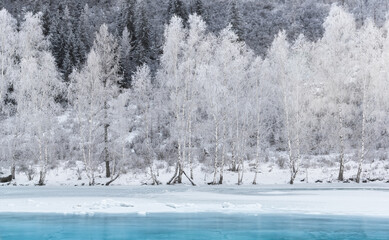 Winter Christmas Landscape In Cold Tones With Calm River,Surrounded By Trees.Altai Mountains, Western Siberia,Russia.Art Picture With Frozen Russian Birches, Emerald Water And  Ice. Crystal Trees - 403252323