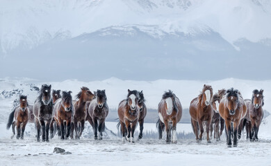 Herd Of Running Free Grazing Unsuited ( Bay, Sorrel ) Mongolian Horses With Fluttering Manes And Tails.Frost On The Skin.Frozen Red Horses With Hoarfrost Wool. Mountain Landscape With Brown Stallions - 403252350