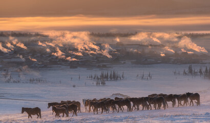 Winter In Russia. Herd Of Altai Free Grazing Adult Horses In The Early Morning, Against The Background Of Village Houses And Smoke From The Stoves. Great Siberian Horse In The Pasture. West Siberia. - 403252374