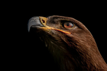 Portret Steppe arend © photoPepp