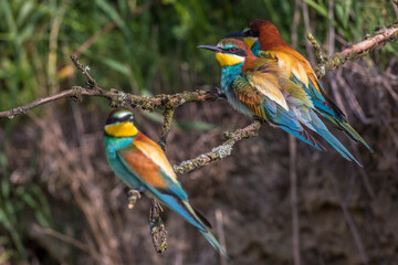 Bienenfresser (Merops apiaster)