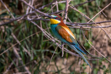 Bienenfresser (Merops apiaster)