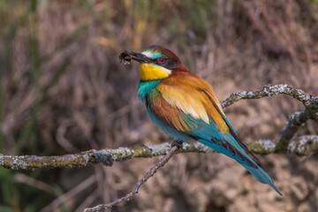 Bienenfresser (Merops apiaster)
