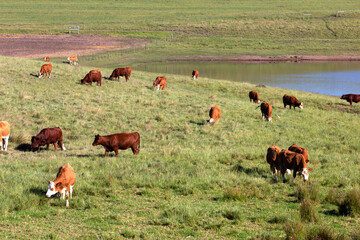 Cows in South Africa grazing in field or pasture