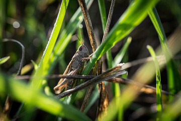 jolie petite sauterelle sur sa branche