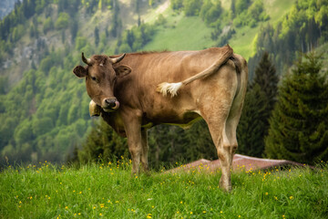 Brown cows graze in a meadow, forest in the background