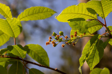 Close up of a plant with a soft background