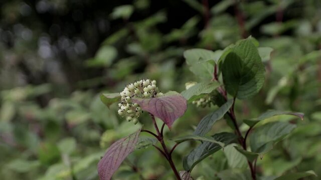 green leafs 
Size: 1980x1080
Frame rate: 60 fps
Color mode: natural