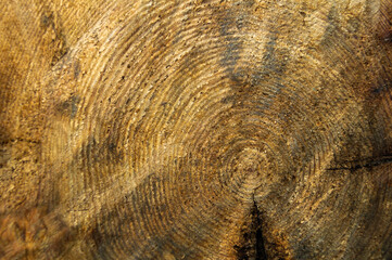 firewood in the forest