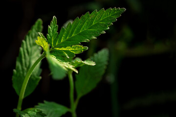 A young cannabis plant reaches for sunlight. on a dark natural background. Selective focus.