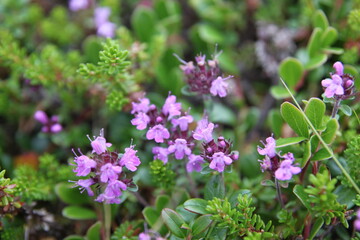 Close-up of little purple flowers on the north on the green background