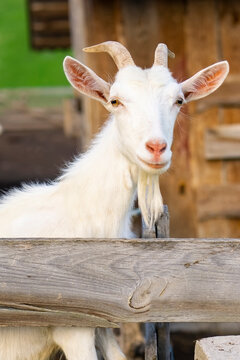  White goat  standing in wooden shelter and looking at the camera.