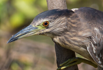 Black-crowned Night-heron(Night Heron) close up shot.