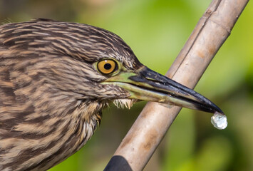 Black-crowned Night-heron(Night Heron) close up shot.