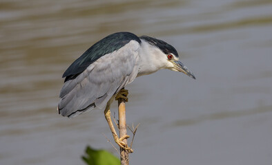 Black-crowned Night-heron(Night Heron) on dry banch.
