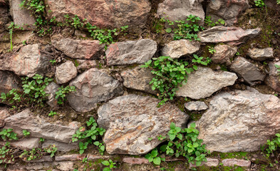Aged wall with old big stones and young green plants, natural background.