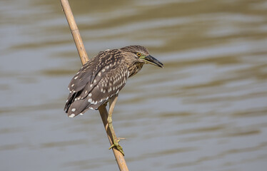 Black-crowned Night-heron(Night Heron) on dry banch.