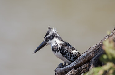 Pied Kingfisher on banch tree.