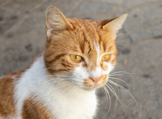 Portrait of red-headed senior cat  outdoor close up. 