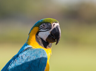 A macaw standing on a branch, taken close-up.