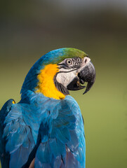 A macaw standing on a branch, taken close-up.