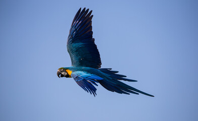 Macaw parrot flying in the sky.