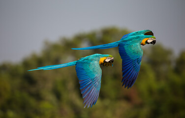 Macaw parrot flying in the sky.