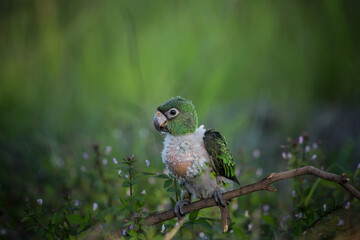 Jardine Parrot (Poicephalus Gulielmi) .baby bird on the green grass background.
