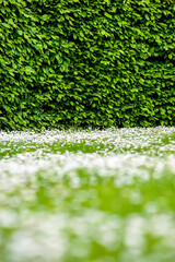 Gänseblümchenwiese  vor einer Hecke © by-studio