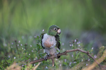 Jardine Parrot (Poicephalus Gulielmi) .baby bird on the green grass background.