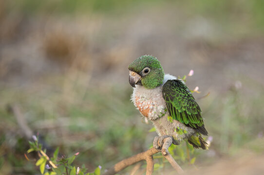 รูปภาพPoicephalus เลือกดูภาพถ่ายสต็อก เวกเตอร์ และวิดีโอ353 Adobe Stock