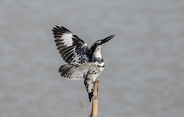 Pied Kingfisher hovering above over river in Thailand.