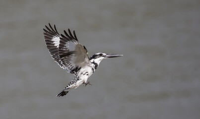 Pied Kingfisher hovering above over river in Thailand.