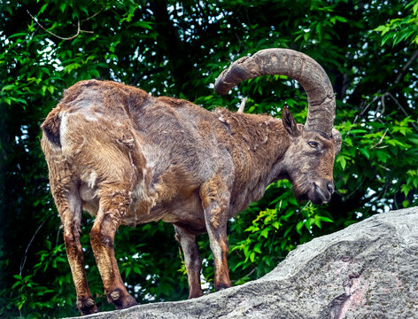 East caucasian tur male on the rock. Latin name - Capra cylindricornis