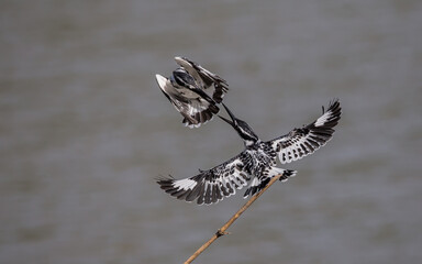 Pied Kingfisher hovering above over river in Thailand.