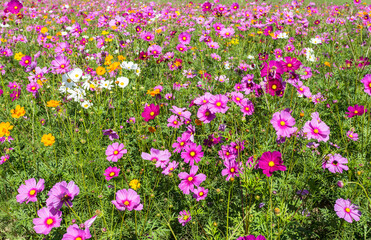 Colorful cosmos blooming.